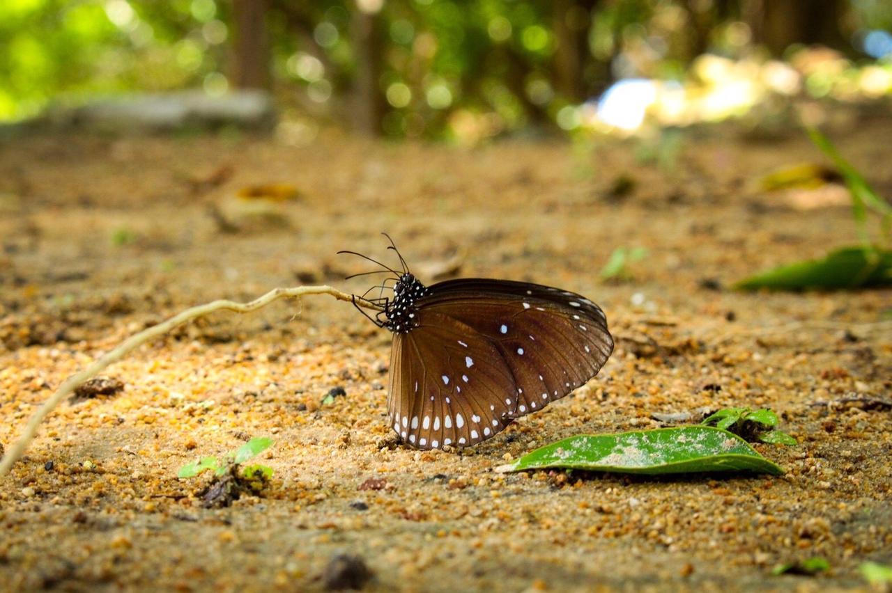 Sangthain Hills Ко-Самед Экстерьер фото